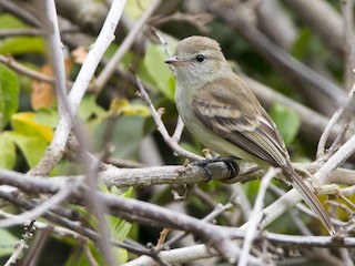  - Northern Mouse-colored Tyrannulet