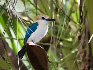  - Tuamotu Kingfisher (Niau)
