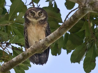  - West Solomons Owl