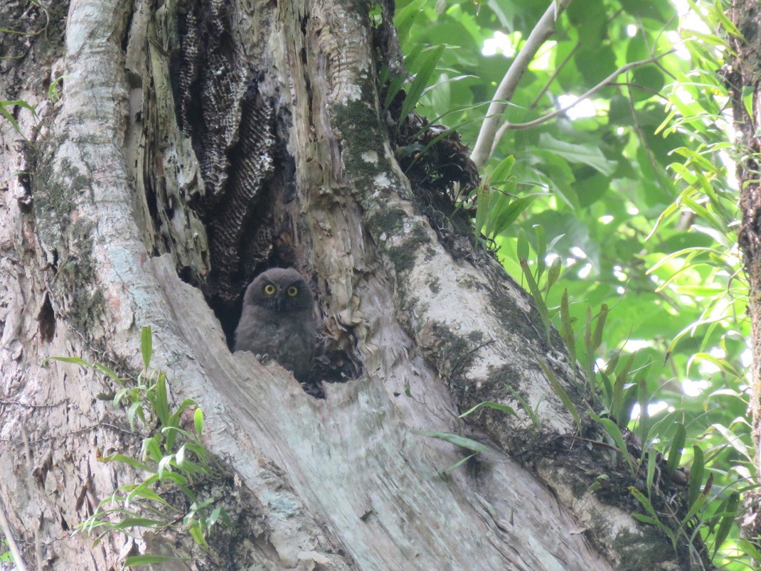 Guadalcanal Owl - Athene granti - Birds of the World