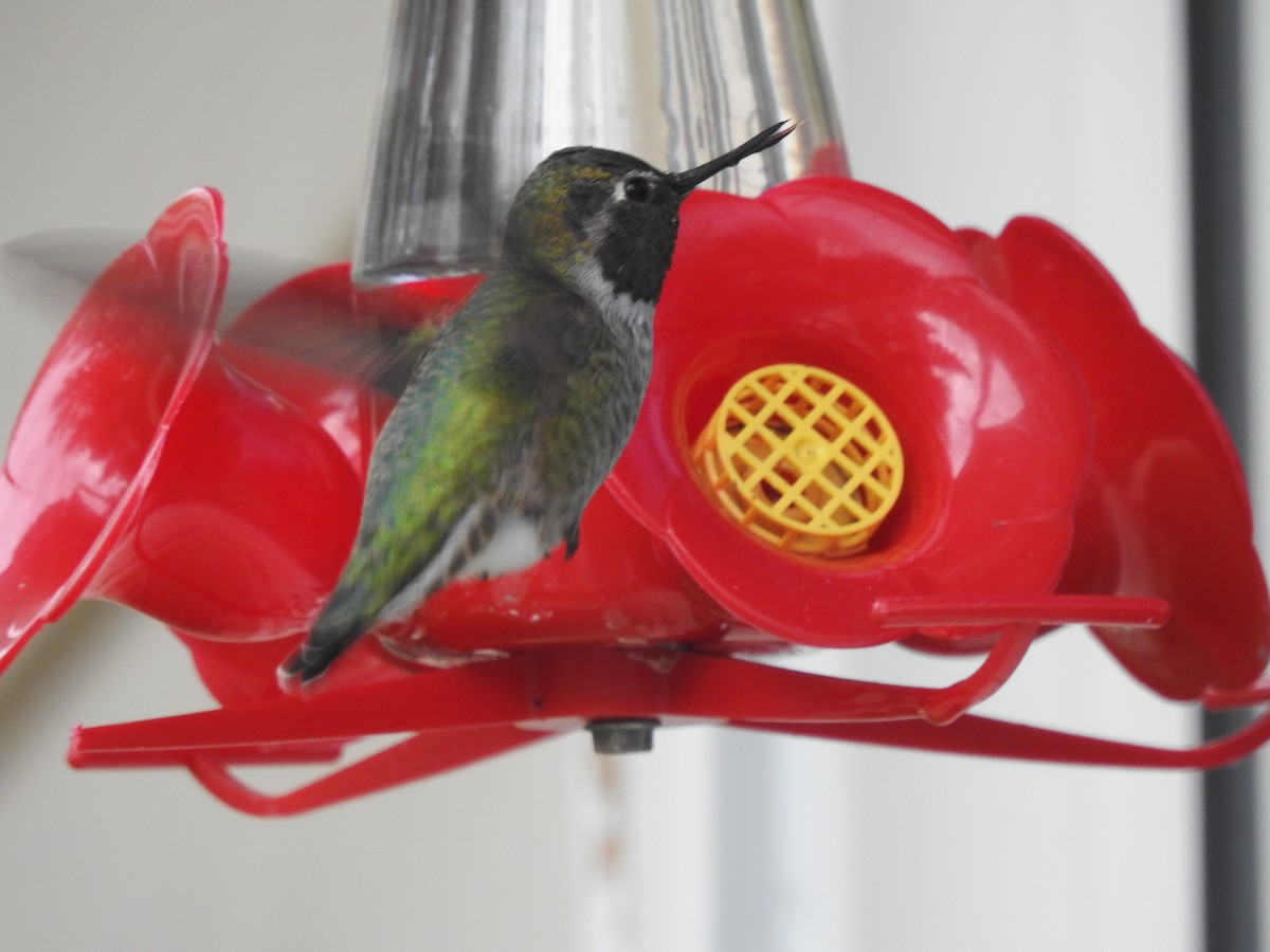 Anna's Hummingbird - Dale Heinert