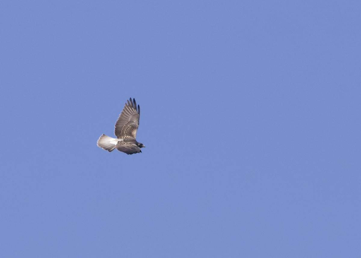 White-tailed Hawk - ML494789841
