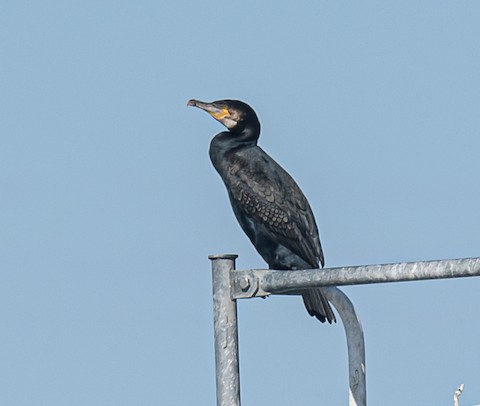 Great Cormorant (North Atlantic) - Bert Filemyr