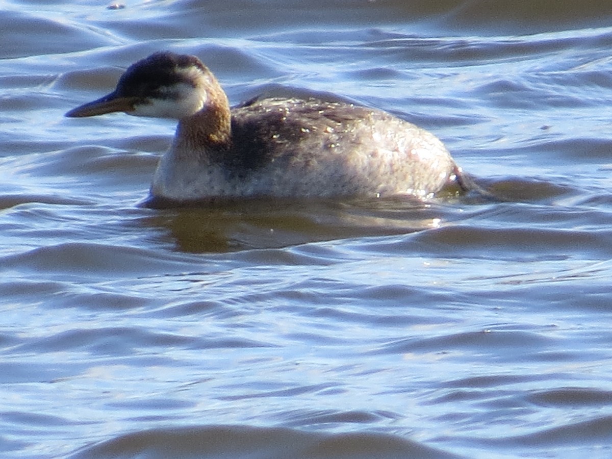 Red-necked Grebe - ML494796441