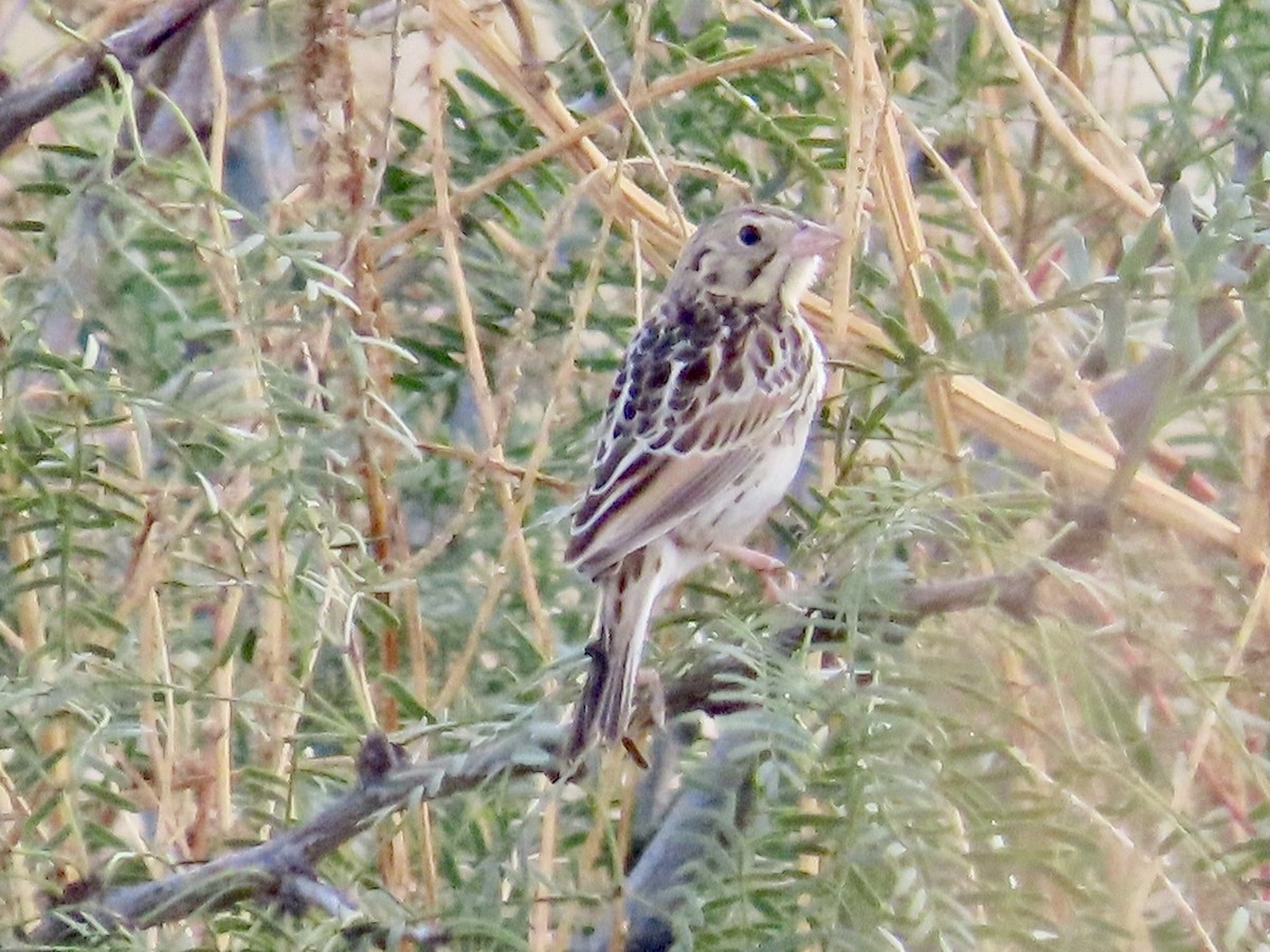 Baird's Sparrow - Carol Comeau