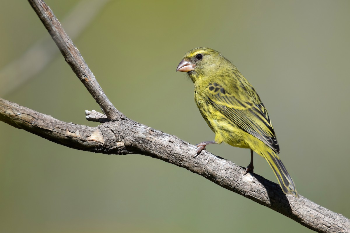 Forest Canary - ML494804661