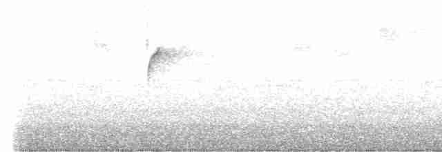 Colibri à queue blanche - ML494807461