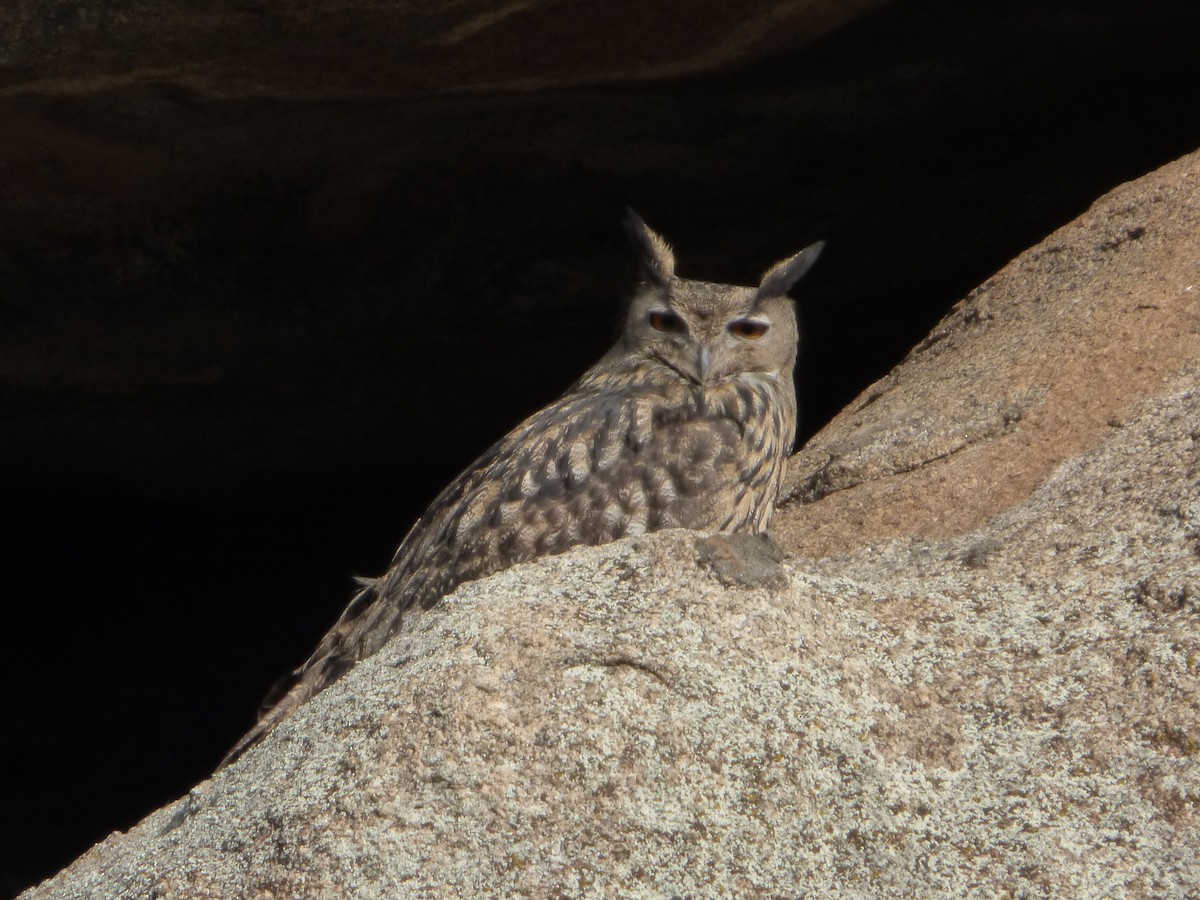 Eurasian Eagle-Owl - ML494812081