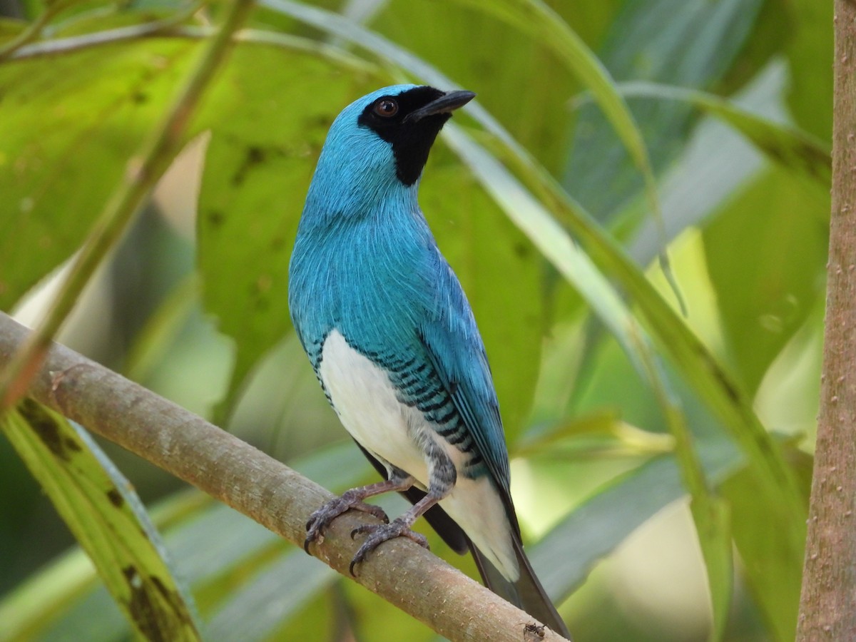 Swallow Tanager - ML494812291