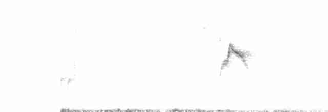 Тиранчик-короткодзьоб південний - ML494813161