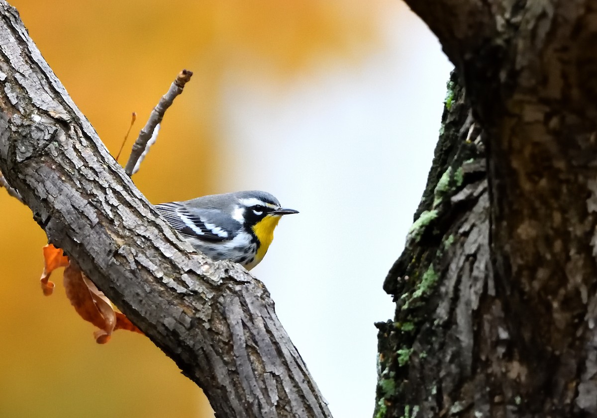 Yellow-throated Warbler - Sylvain Dallaire