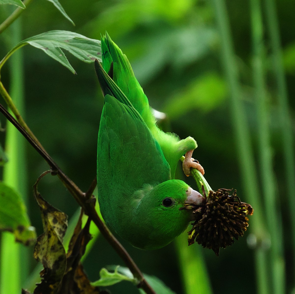 Зелёный воробьиный попугайчик - ML494818981