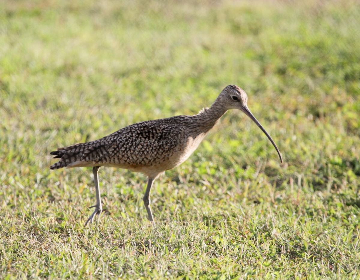 Long-billed Curlew - ML49482021