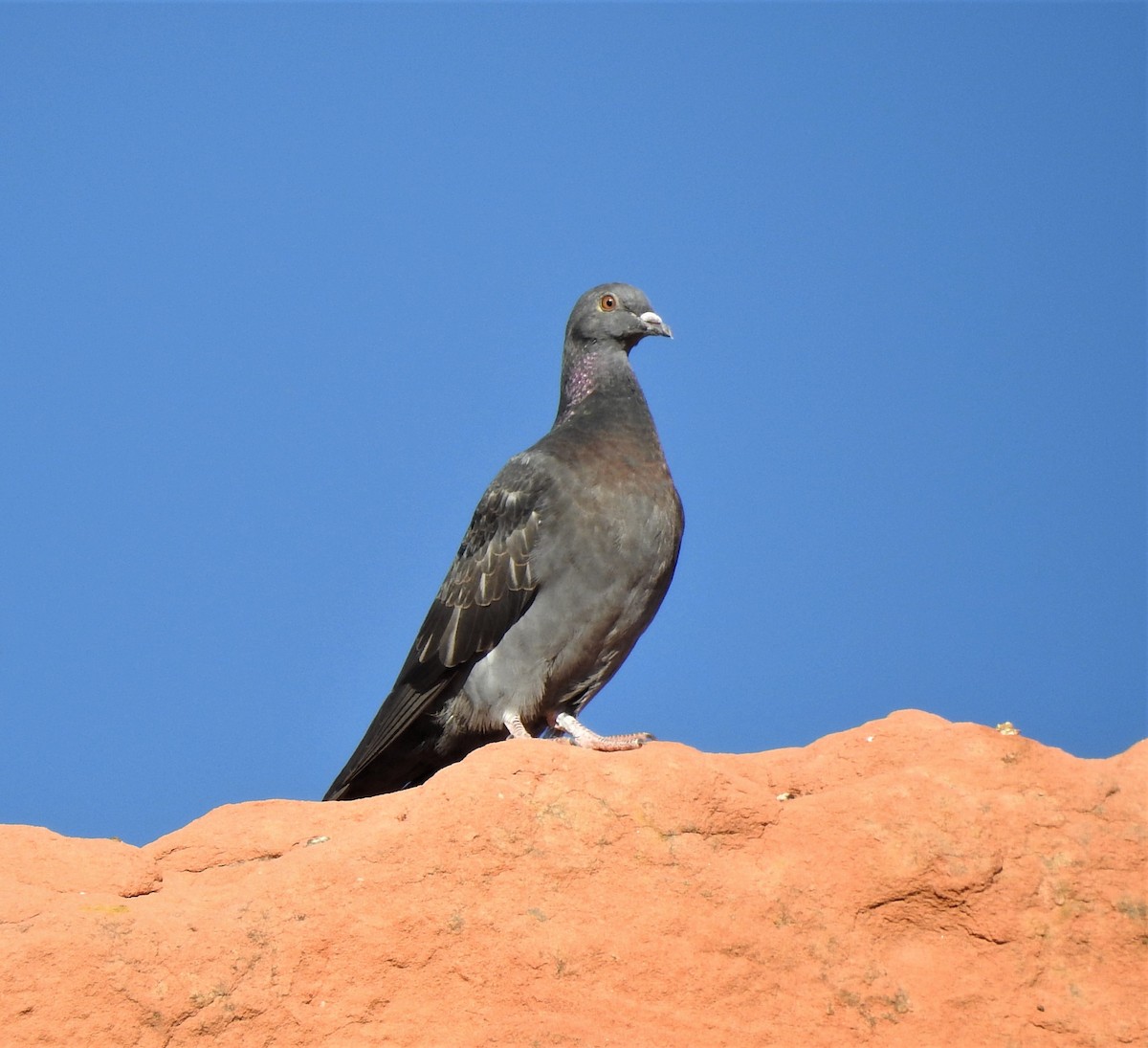Rock Pigeon (Feral Pigeon) - ML494823621
