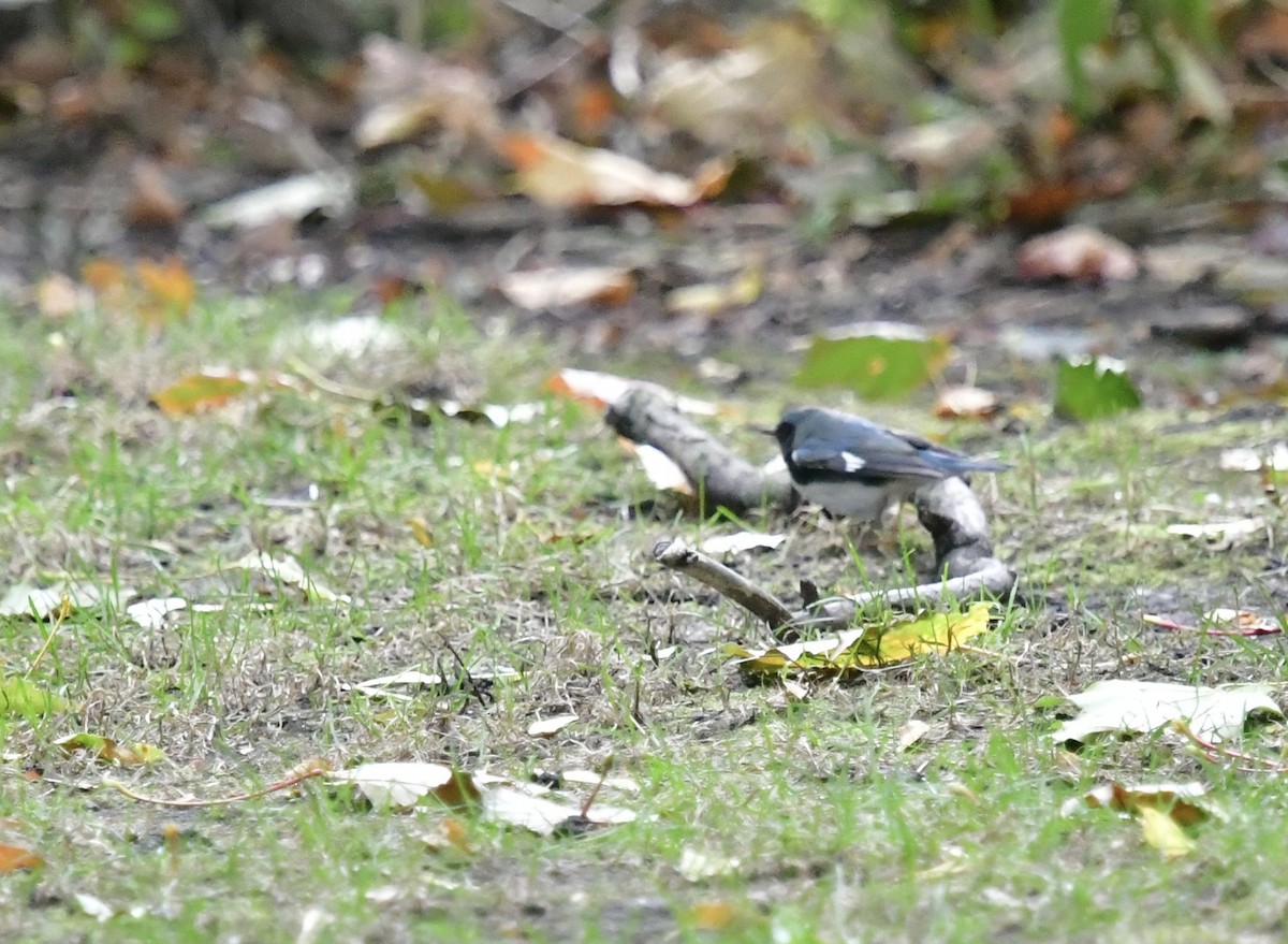Black-throated Blue Warbler - ML494824021