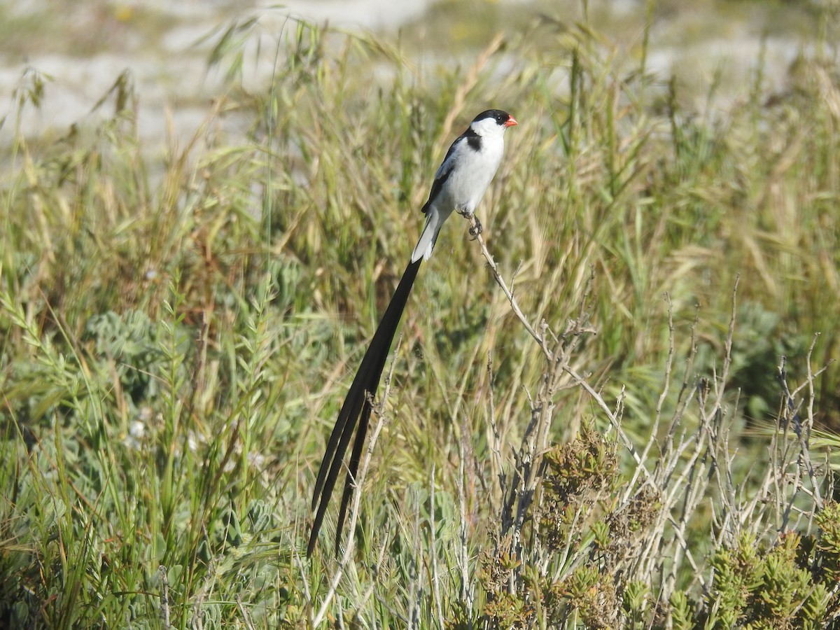 Pin-tailed Whydah - ML494824031