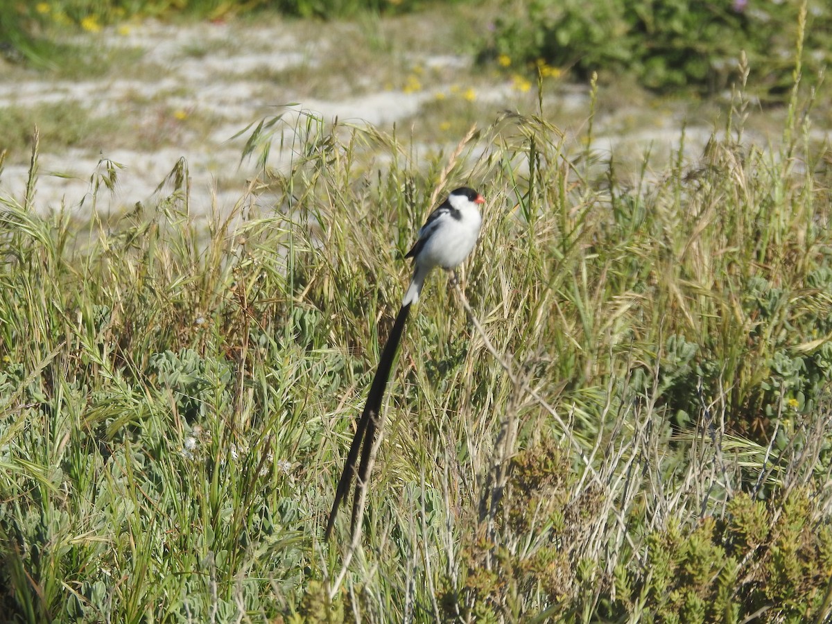 Pin-tailed Whydah - ML494824051