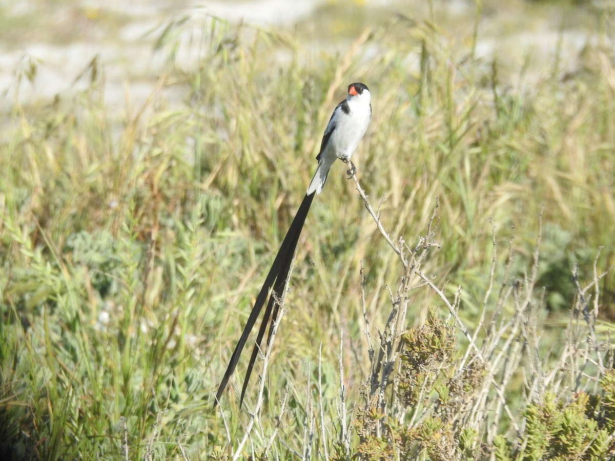 Pin-tailed Whydah - ML494824061