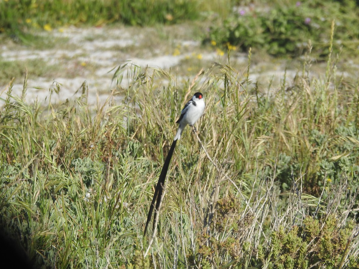 Pin-tailed Whydah - ML494824071