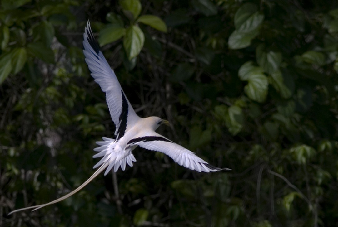 White-tailed Tropicbird (Ascension) - ML49482471