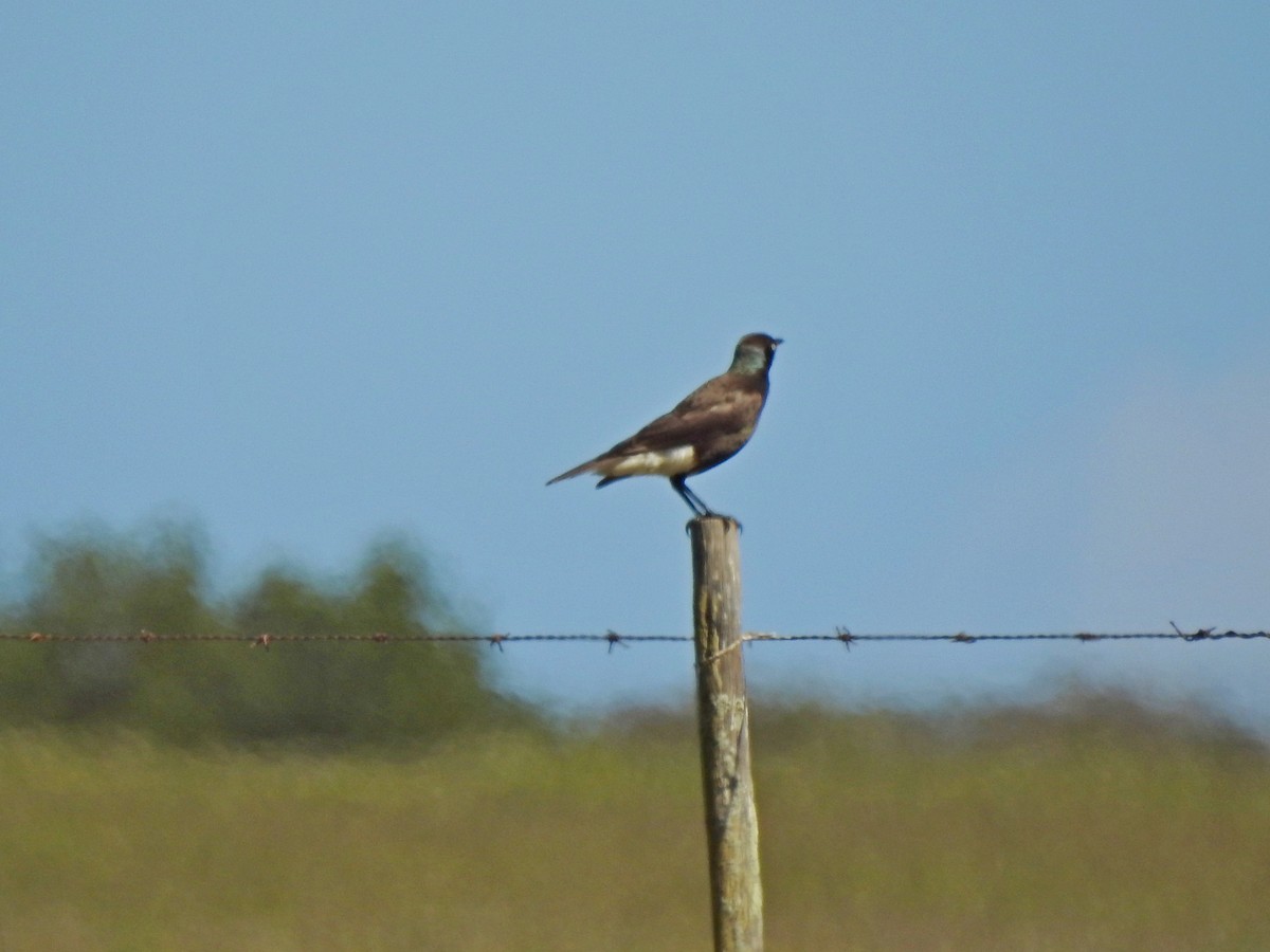 African Pied Starling - ML494825991
