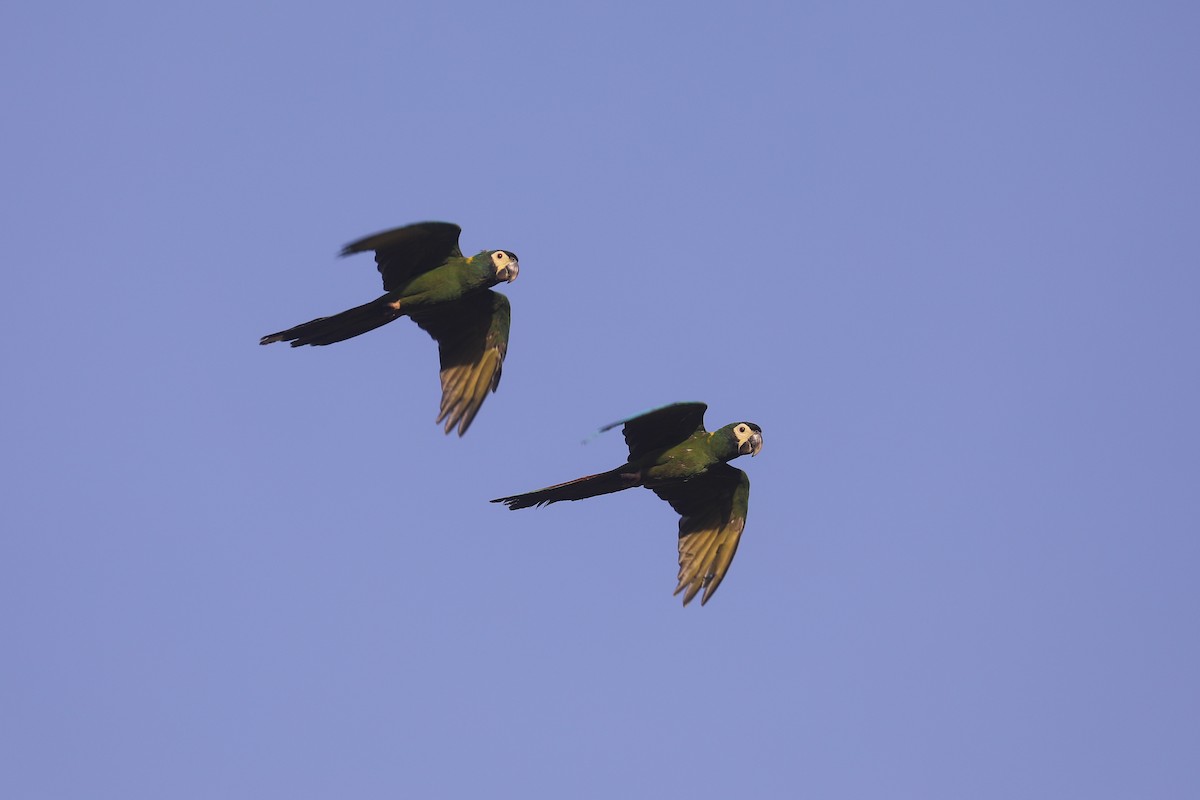 Yellow-collared Macaw - ML494826161