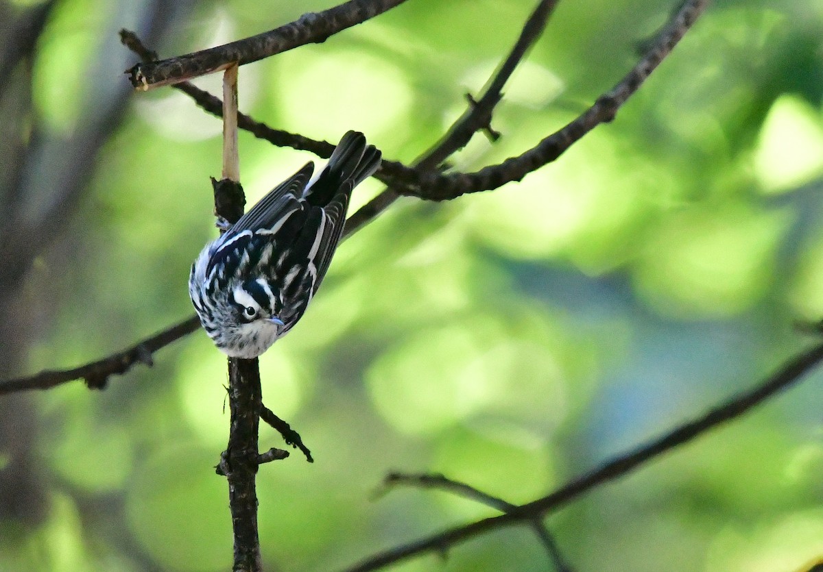 Black-and-white Warbler - ML494827121