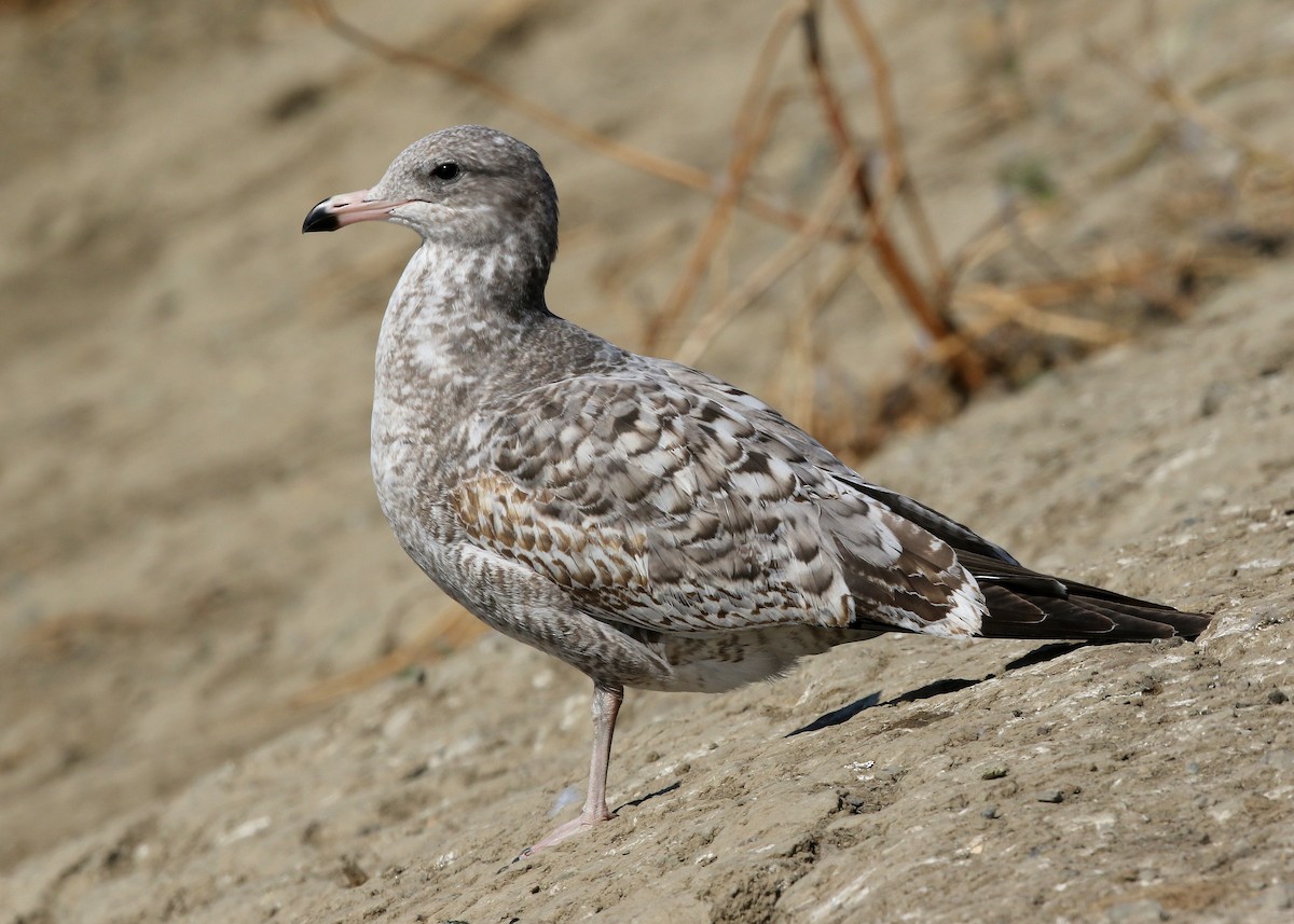 California Gull - ML494828051