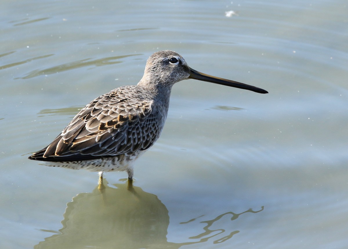 Long-billed Dowitcher - ML494829291