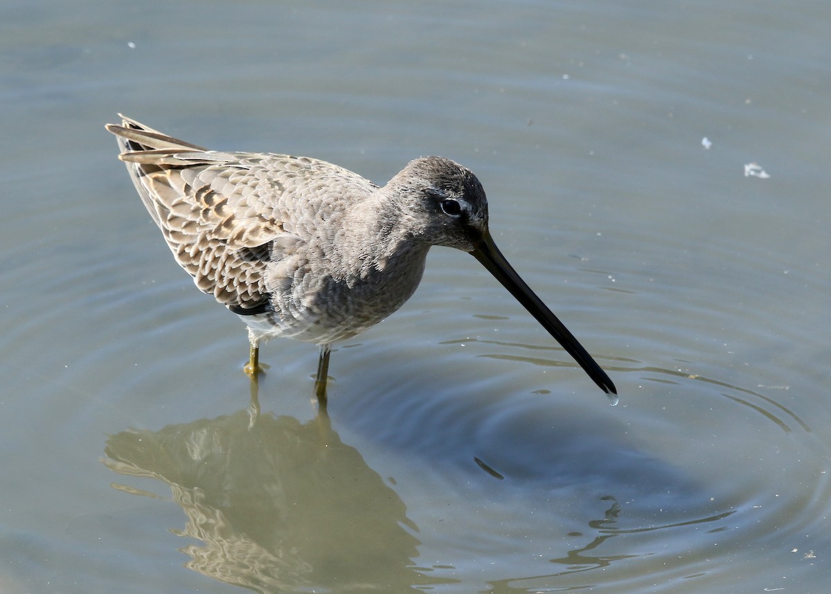 Long-billed Dowitcher - ML494829301