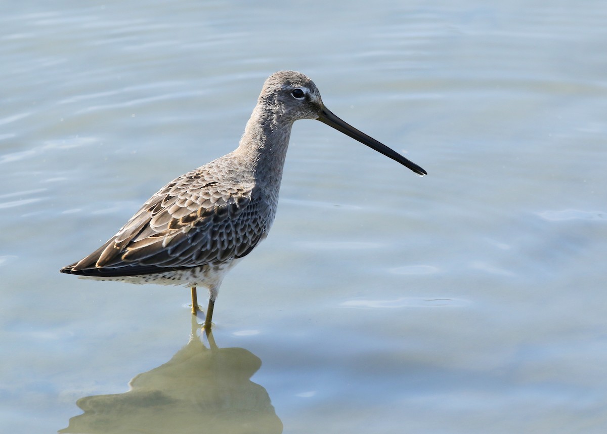 Long-billed Dowitcher - ML494829311