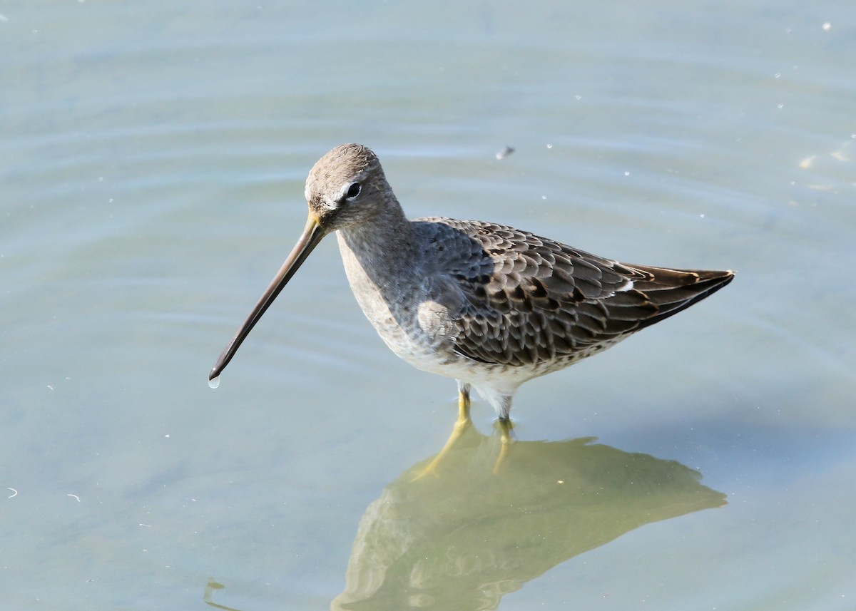 Long-billed Dowitcher - ML494829331