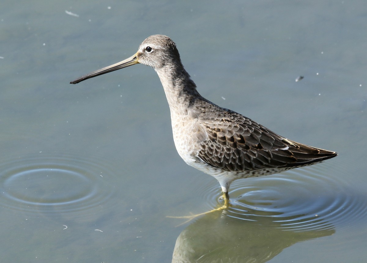 Long-billed Dowitcher - ML494829341