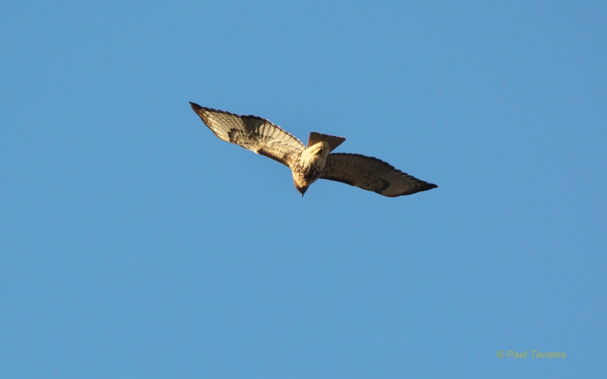 Red-tailed Hawk - ML49483161