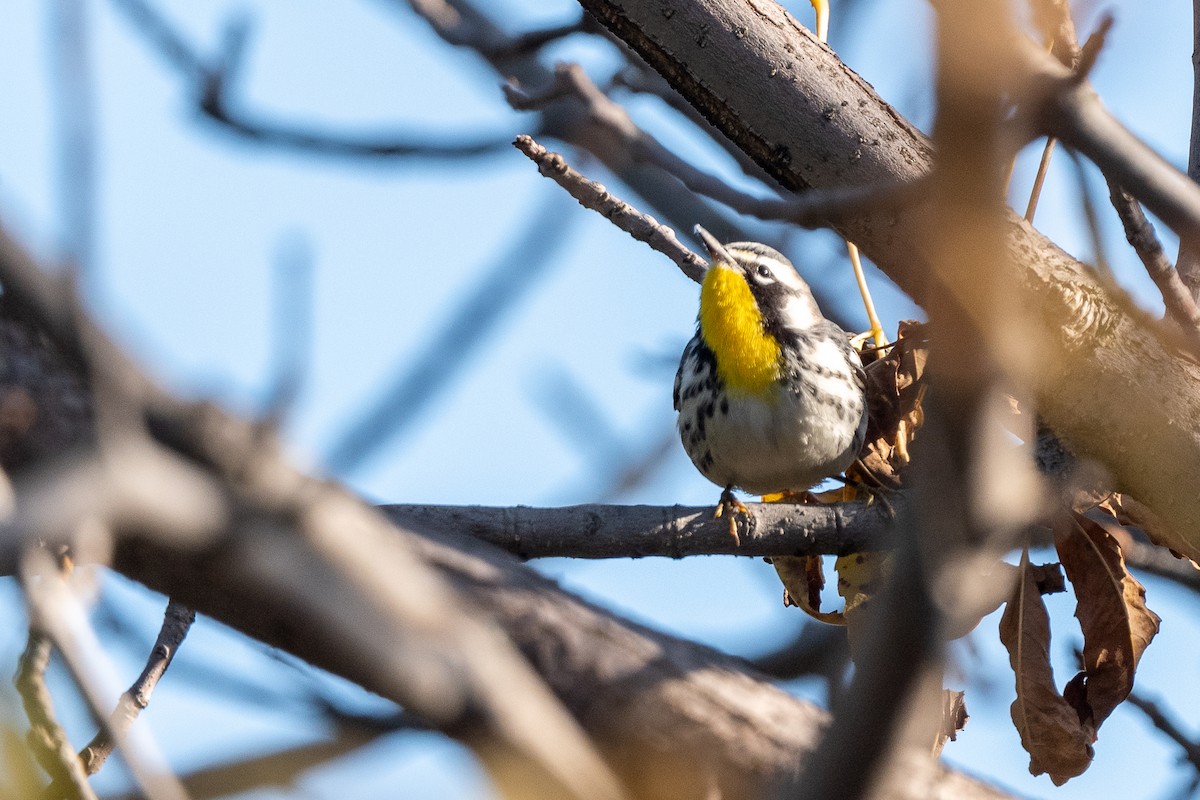 Yellow-throated Warbler - ML494834391
