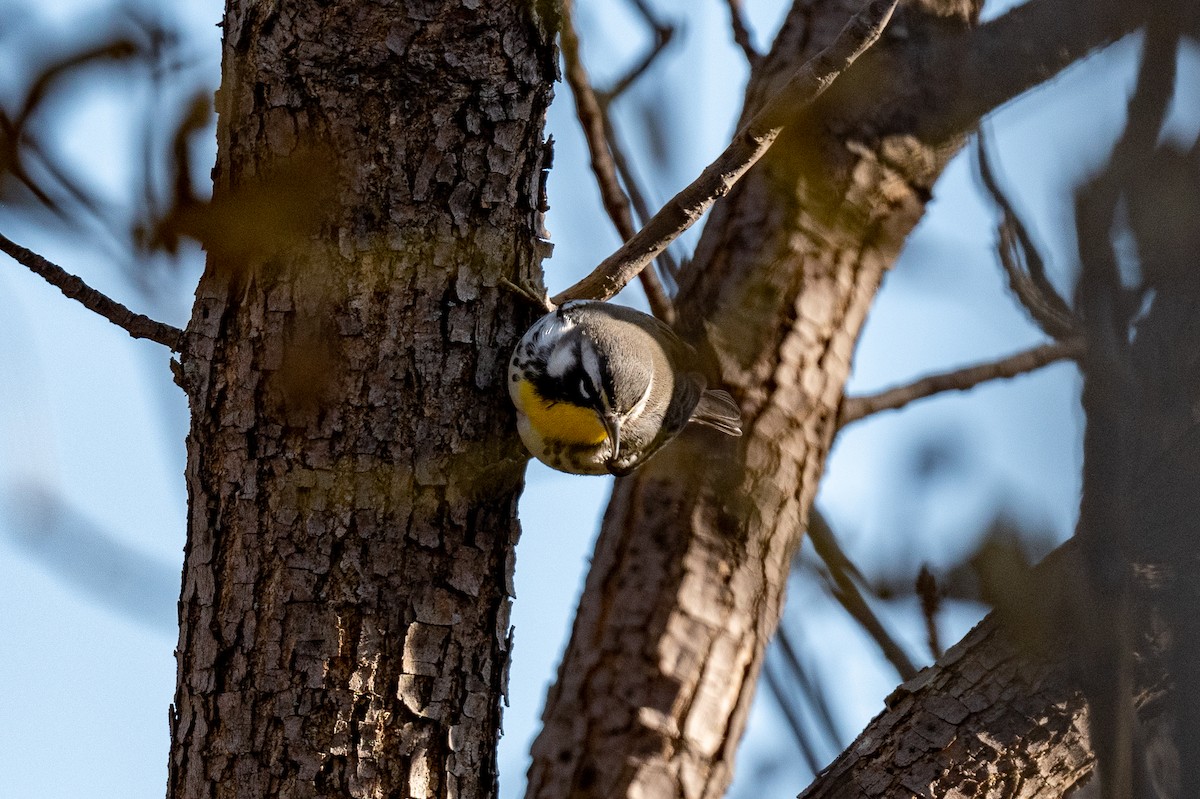 Yellow-throated Warbler - ML494834401