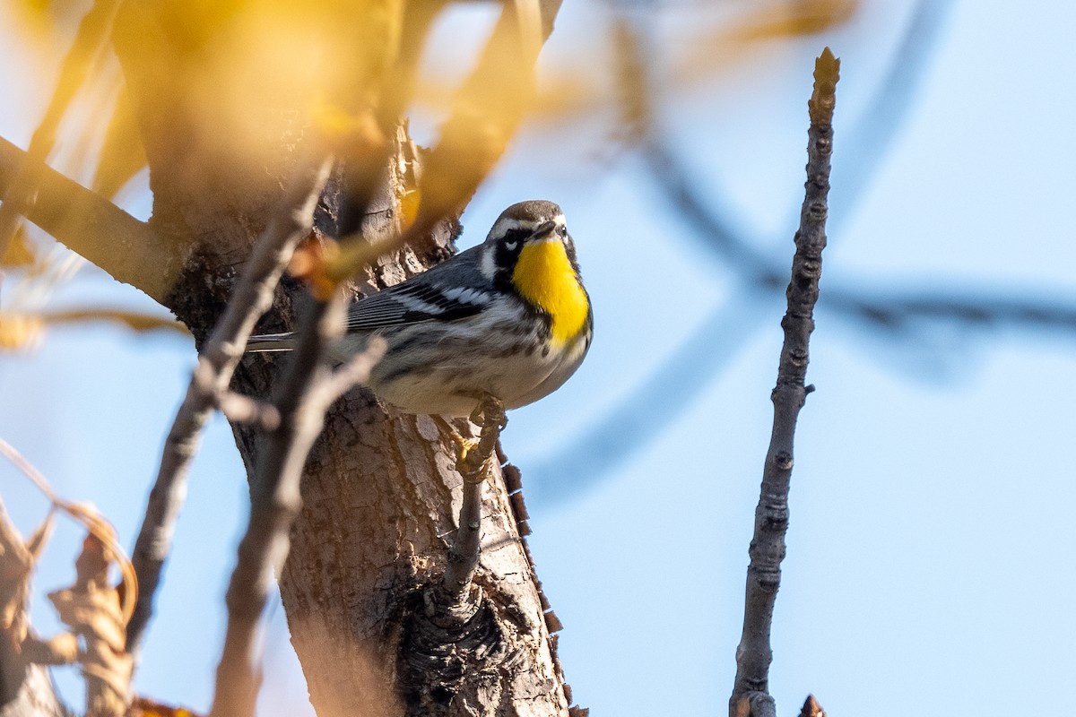 Yellow-throated Warbler - ML494834411