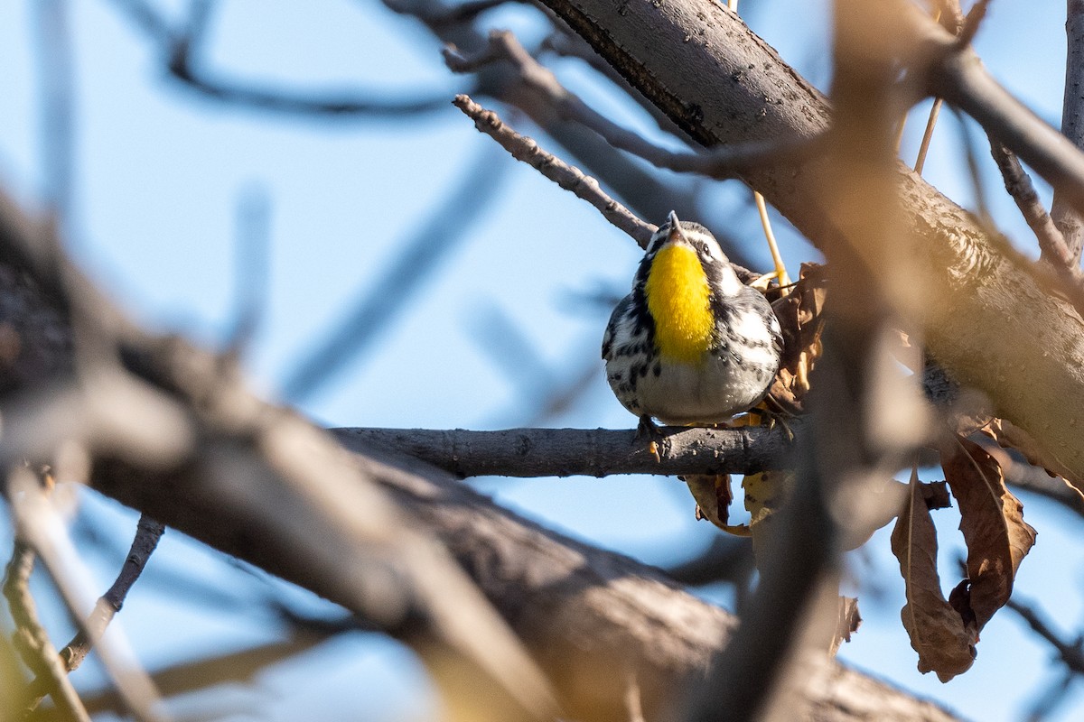 Yellow-throated Warbler - Marc Dallaire
