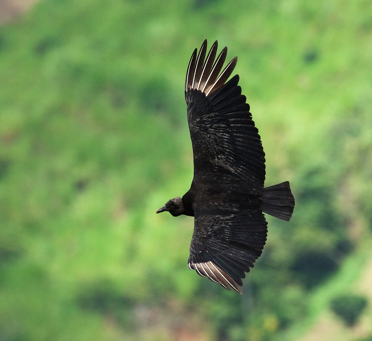 Black Vulture - ML494834821