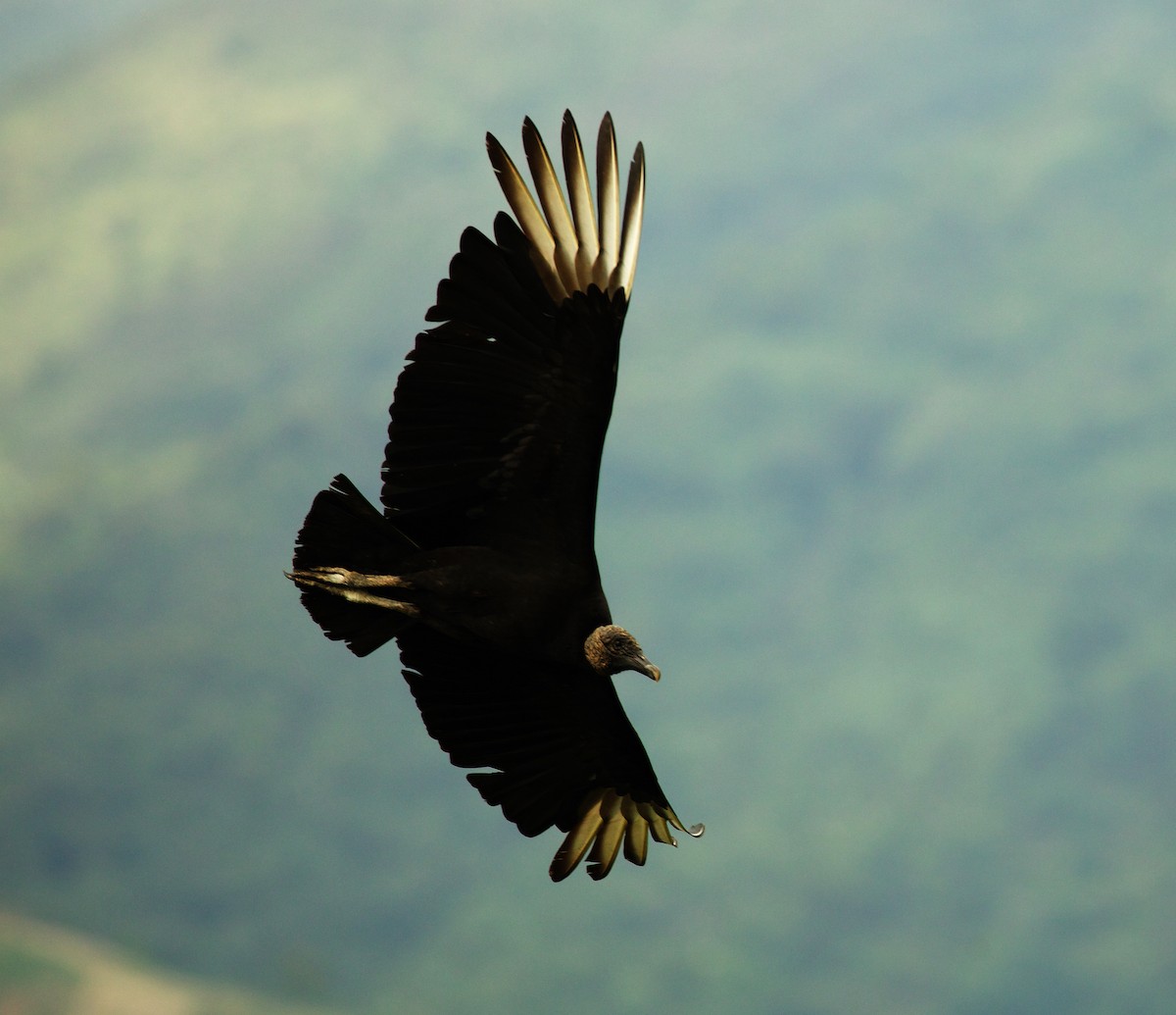 Black Vulture - ML494834841