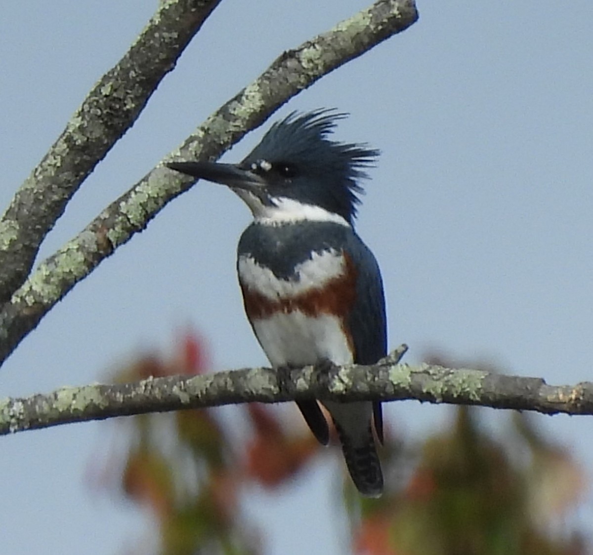 Belted Kingfisher - ML494837231