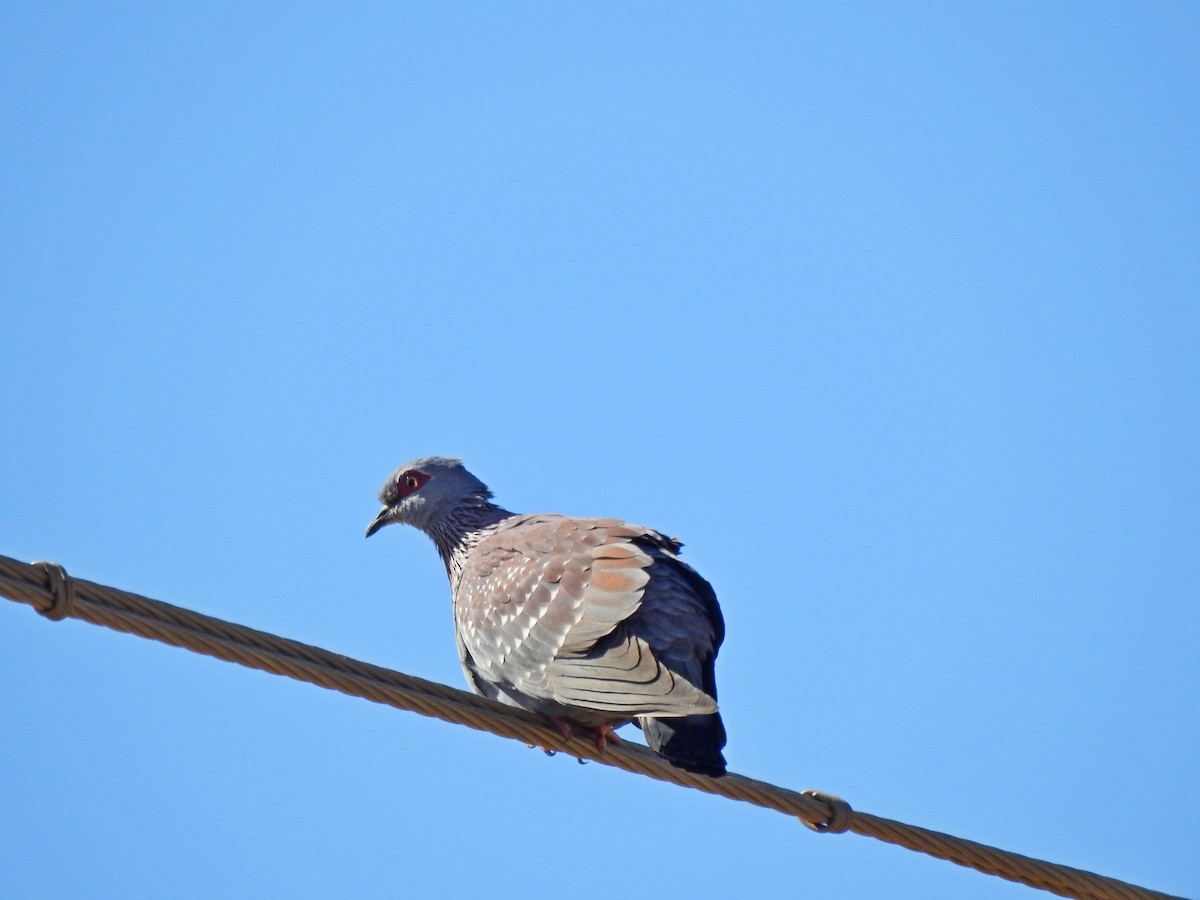 Speckled Pigeon - Bill Ypsilantis