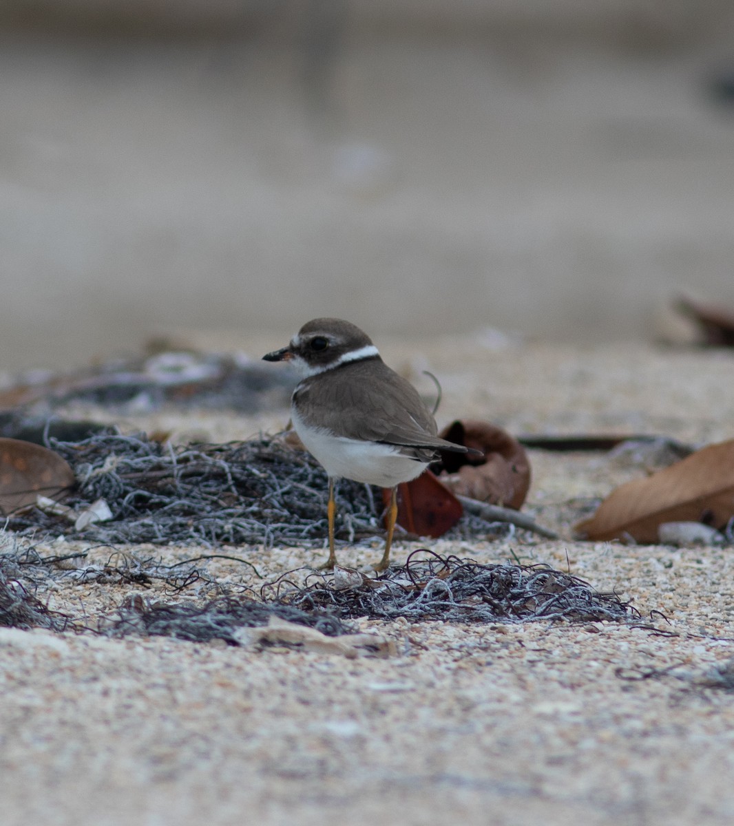 Semipalmated Plover - ML494846221