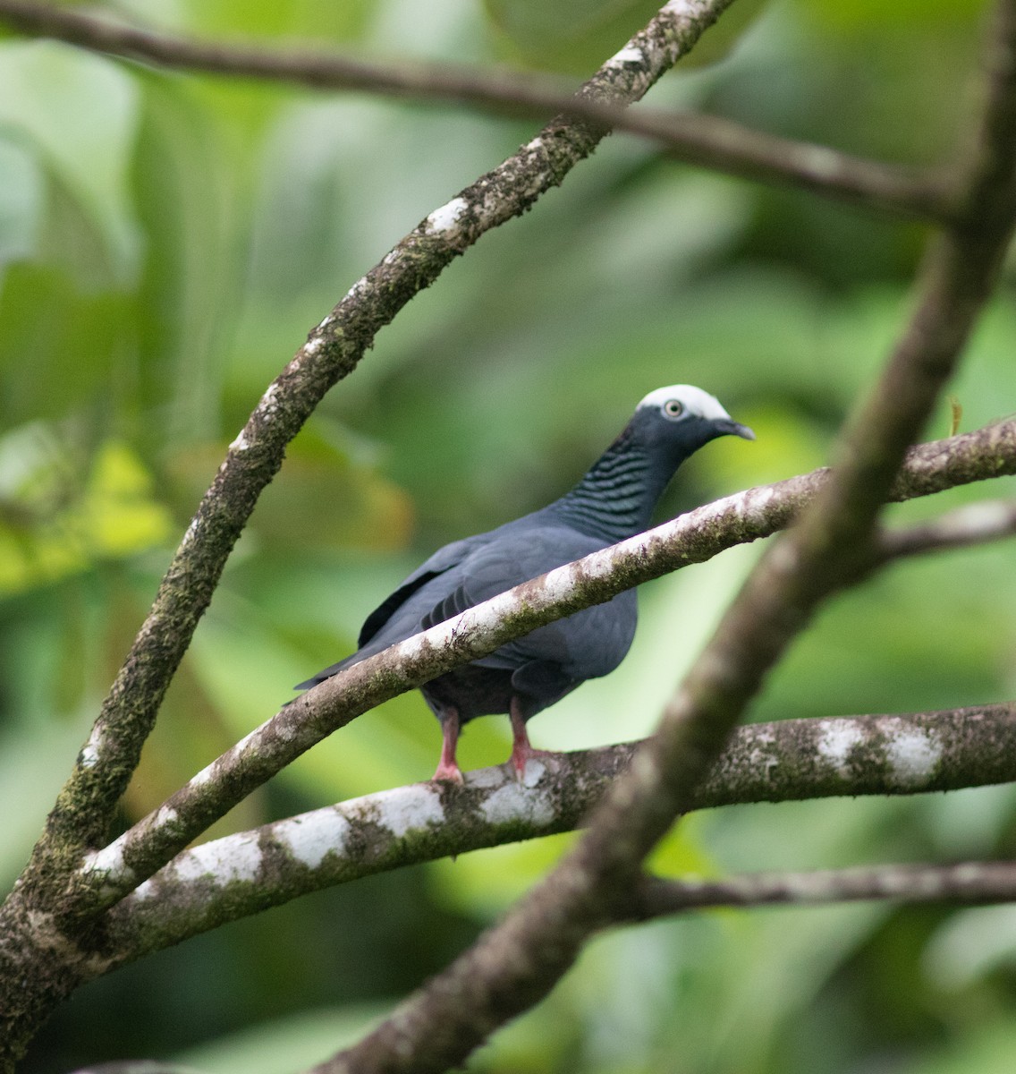 White-crowned Pigeon - ML494846491