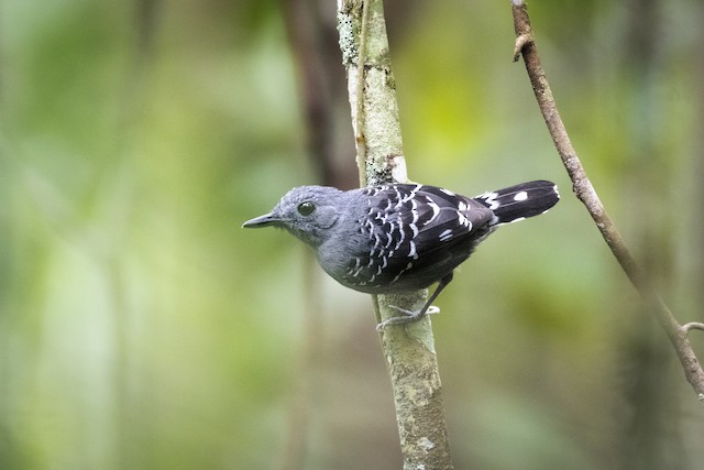 Xingu Scale-backed Antbird - eBird