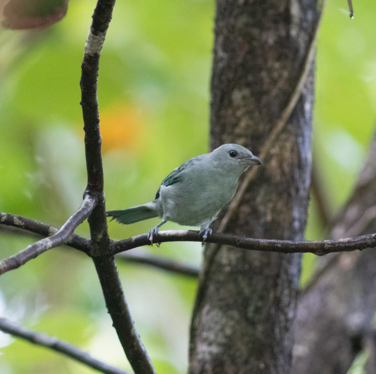 Blue-gray Tanager - ML494848231