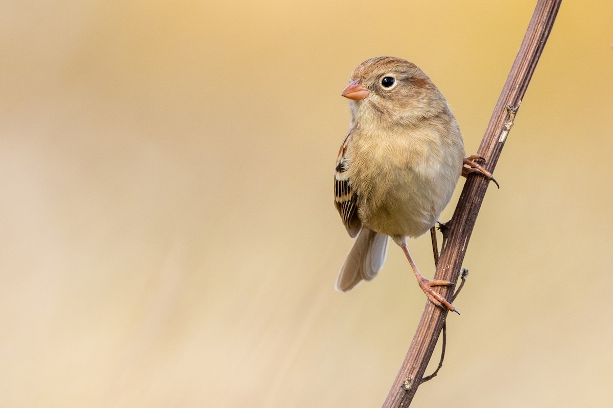 Field Sparrow - Brad Imhoff
