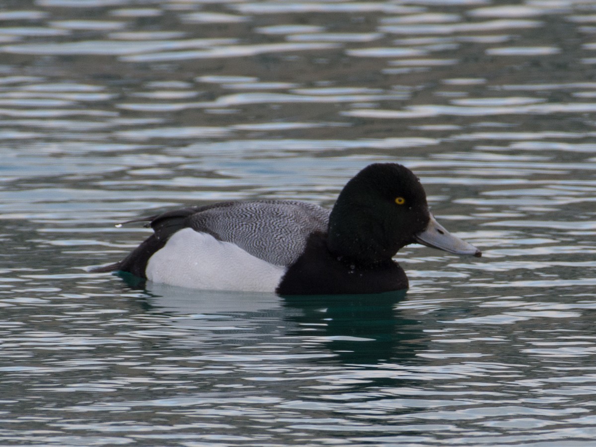 Greater Scaup - T I