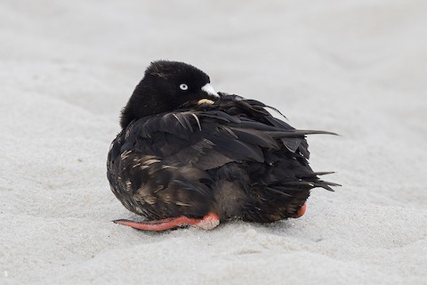 Surf Scoter - adrian binns