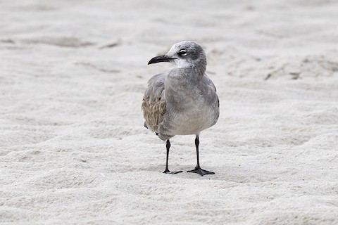 Laughing Gull - adrian binns